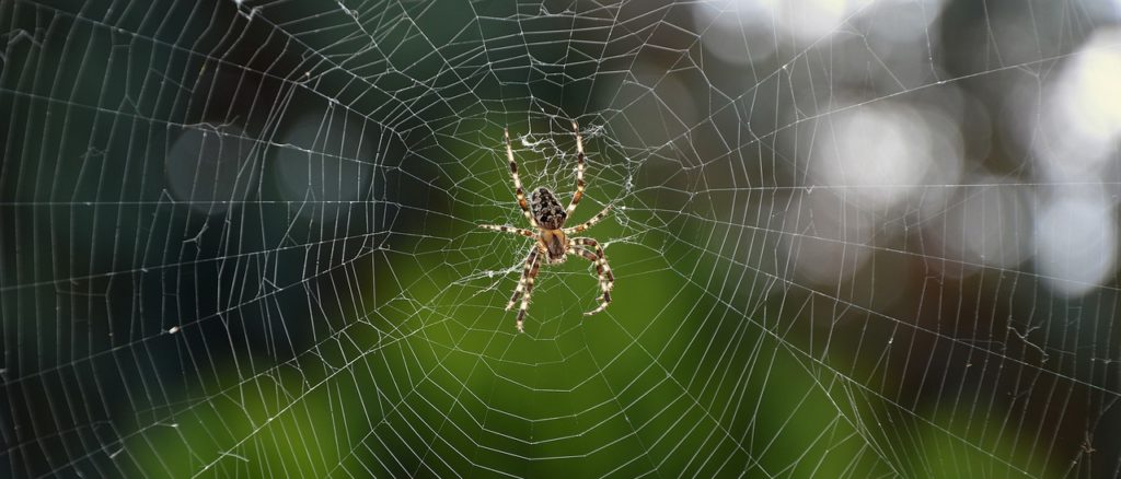 spider, araneus, wheel spider